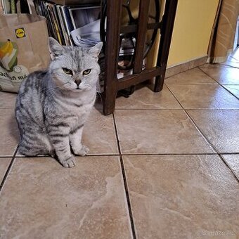 Britská modrá kočka (whiskas)