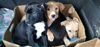 Kříženci – retrívr x labrador x ridgeback x stafford