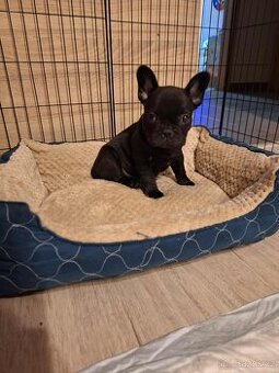 Francouzsky buldoček