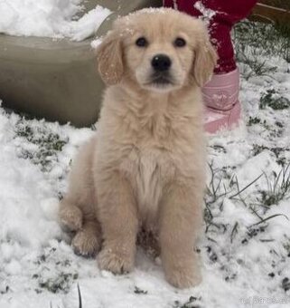 Zlaty retriever fenka