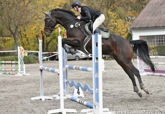 Skvělý mladý valach do sportu