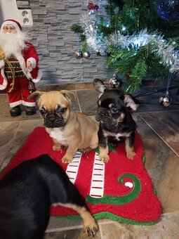 Francouzský buldocek