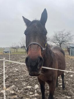 Částečný pronájem klisny