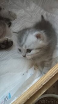 Britská whiskas koťátka s PP