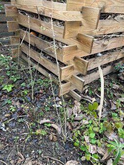 venkovní Ibišek syrský - Hibiscus syriacus - 2letá rostlina