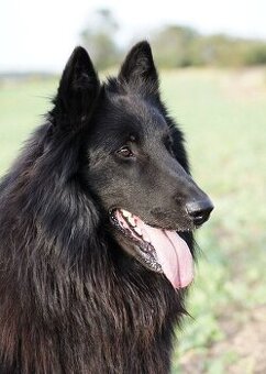 Belgický ovčák GROENENDAEL s PP