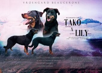 Beauceron - francouzský ovčák s PP