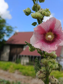 semena TOPOLOVKY - 3 barvy