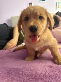 Krásná křížená štěňátka