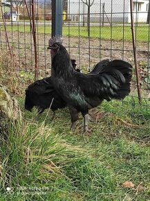 Ayam cemani - 1