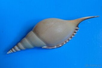 Tibia martini XL - 1
