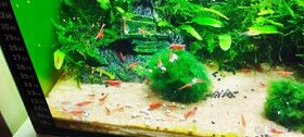 Krevetky Red Cherry