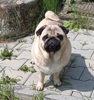 Mops zdarma