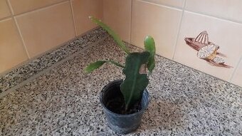 Fylokaktus červený ebo růžový, kaktus
