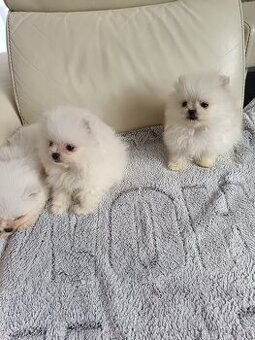 Pomeranian - 1