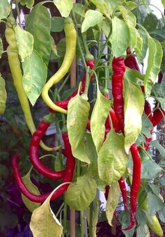 Nepálivá paprika "beraní roh" Spiralus - dvojice sazenic - 1