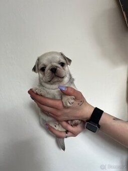 Mops bez Pp