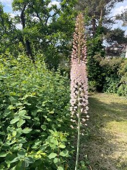 Eremurus robustus - 1