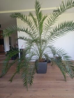 Vzrostla palma
