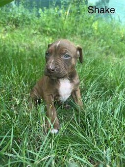 Americký pitbulteriér (apbt) s pp