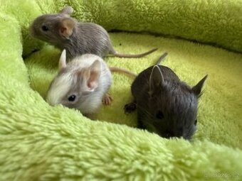 Osmák Degu