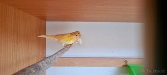 Kanarci