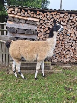 Lama krotká