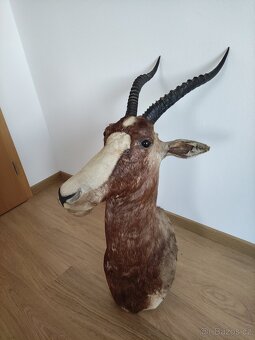 Prodám loveckou trofej Buvolec běločelý