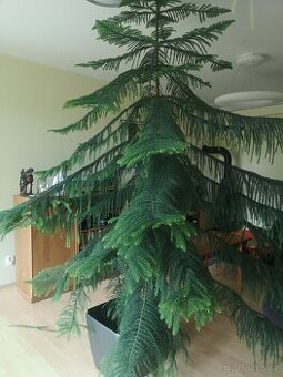 Araukárie (pokojová borovice) výška 250 cm