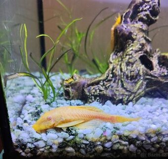 Krunýřovec zlatý - Ancistrus sp. gold