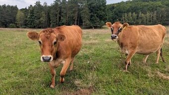 Hledám domov pro březí Jersey krávu a jalovičku
