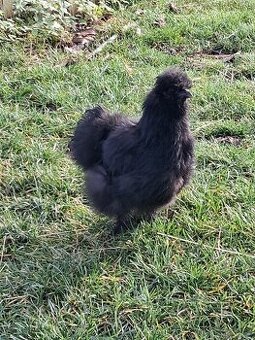 Hedvábnička velká odrostlá kuřata levně