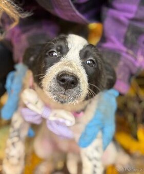 DARINKA - štěně, fenečka 3-4 měsíce