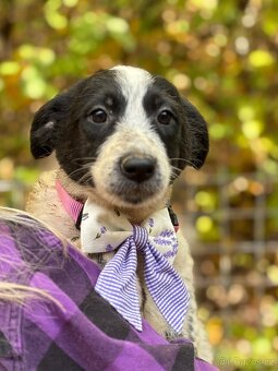 DARINKA - štěně, fenečka 3-4 měsíce