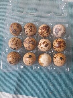 Křepelka japonská - násadová a konzumní vejce