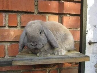 zakrslý králík beránek izabela