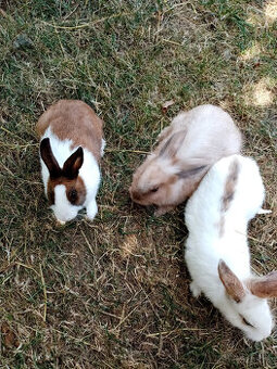 zakrslí králíčci