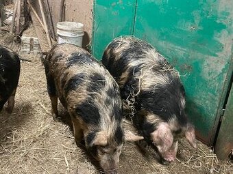 Prase na porážku vykrmené  2ks