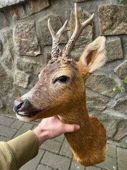 Srnec/srna - preparace, vycpanina