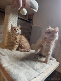 Koťátka - přírodní, zrzci, colorpoint