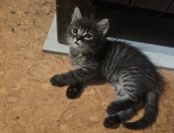 Koťátka - přírodní, zrzci