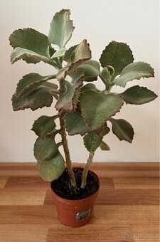 Krásné sukulenty se silnými listy