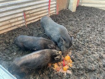 Prodám Vietnamská prasata