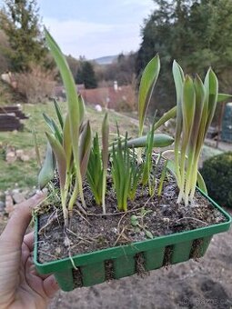 Prodám mix jarních rostlin modrenec/narcis/tulipán