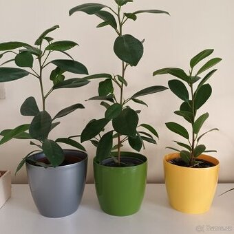 3x pokojová rostlina -fíkus