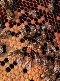 Vyzimovaná včelstva 39x24 ihned k odběru