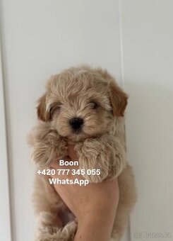 Maltipoo Caramel male Boon ‼️1900€