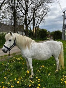 Pony Monča  Rezervace