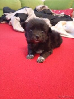 Špic pomeranian