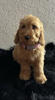 Cockapoo